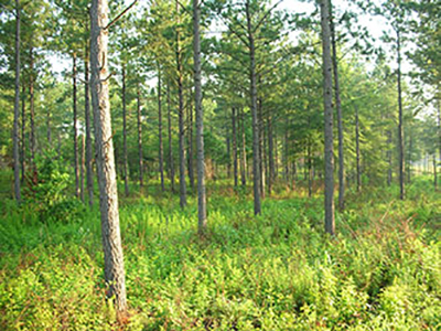 Forest Consultant South Carolina