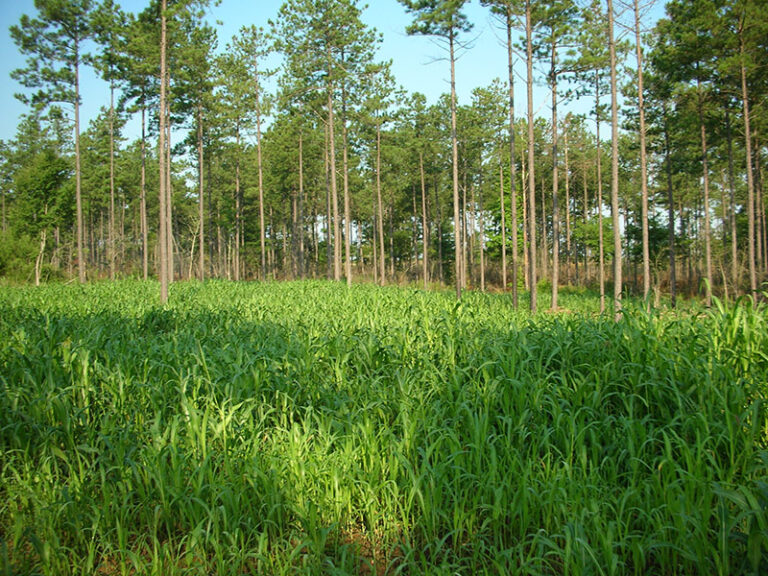Timber appraisal and consultation saluda county