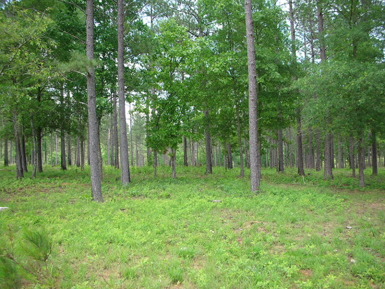 Forestry Consultants in Laurens County SC