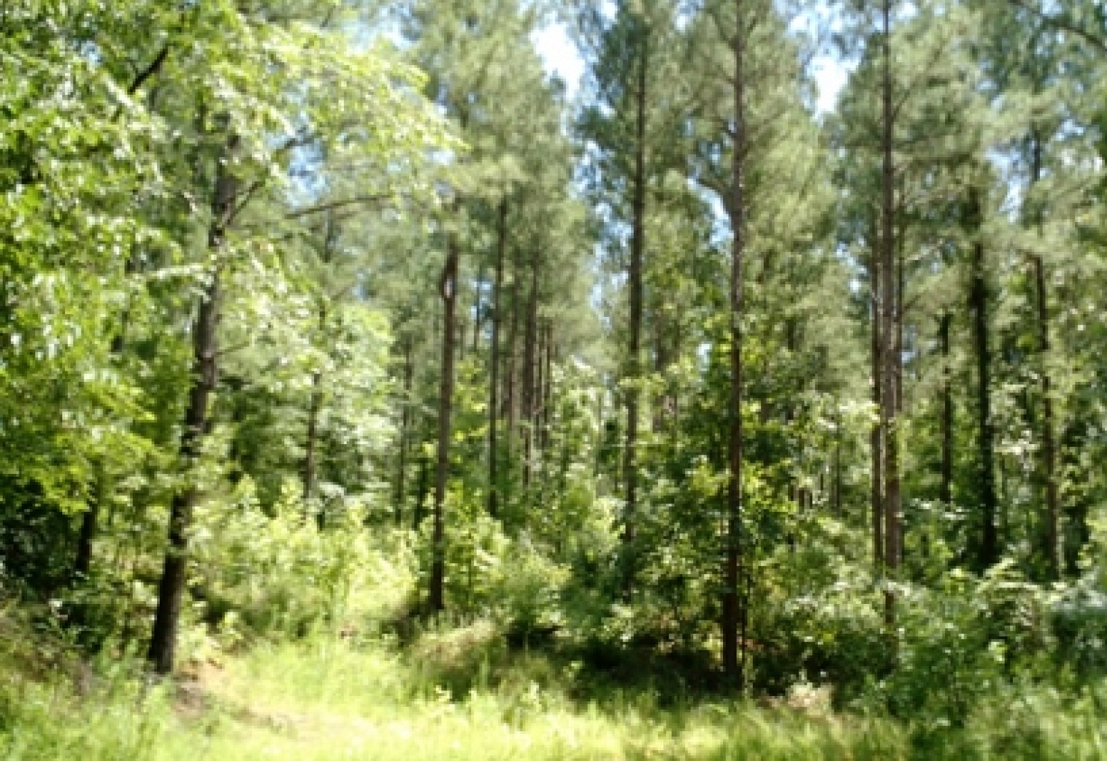Lincoln County, ,Land,Sold,1088