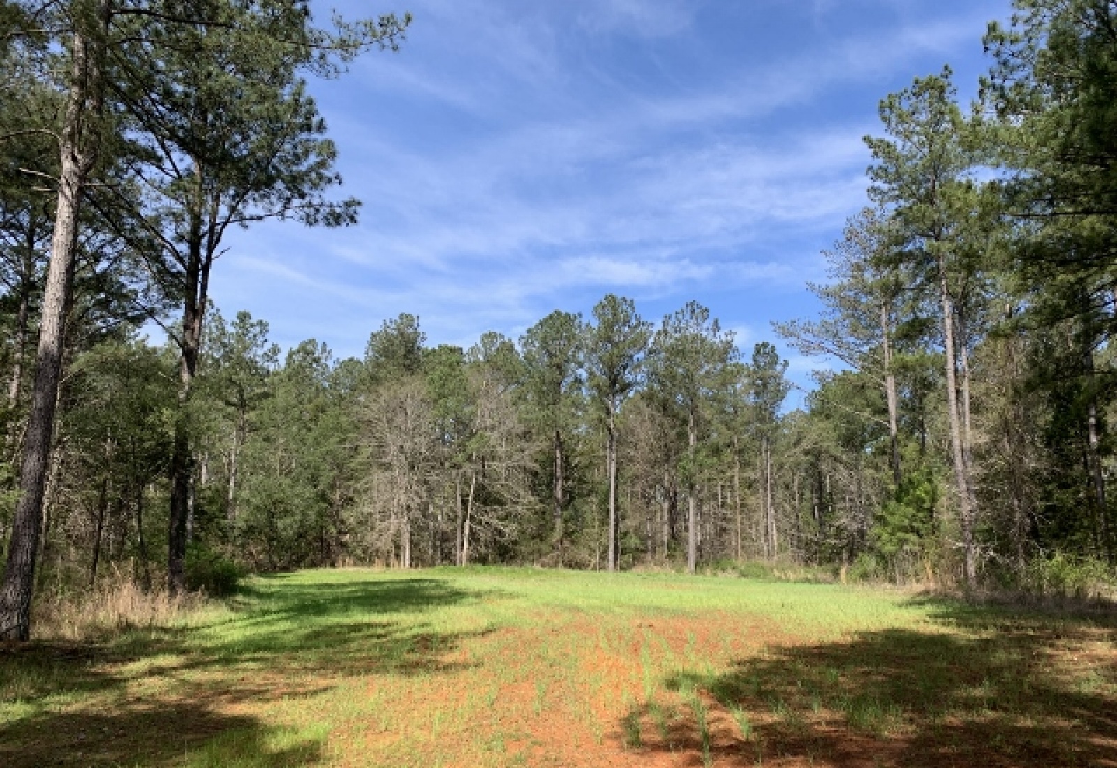 Edgefield County, ,Land,Sold,1115