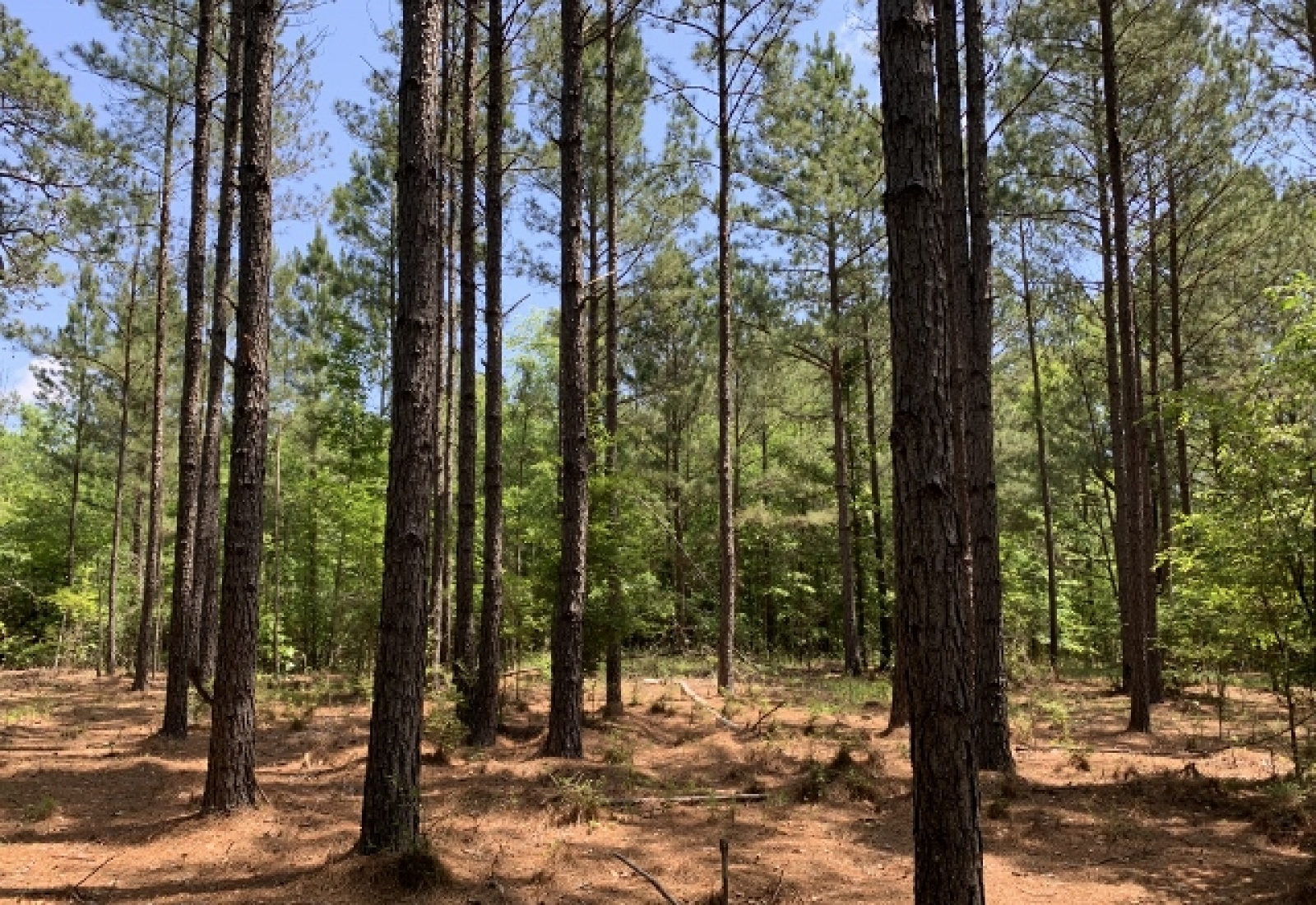 Edgefield County, ,Land,Sold,1127