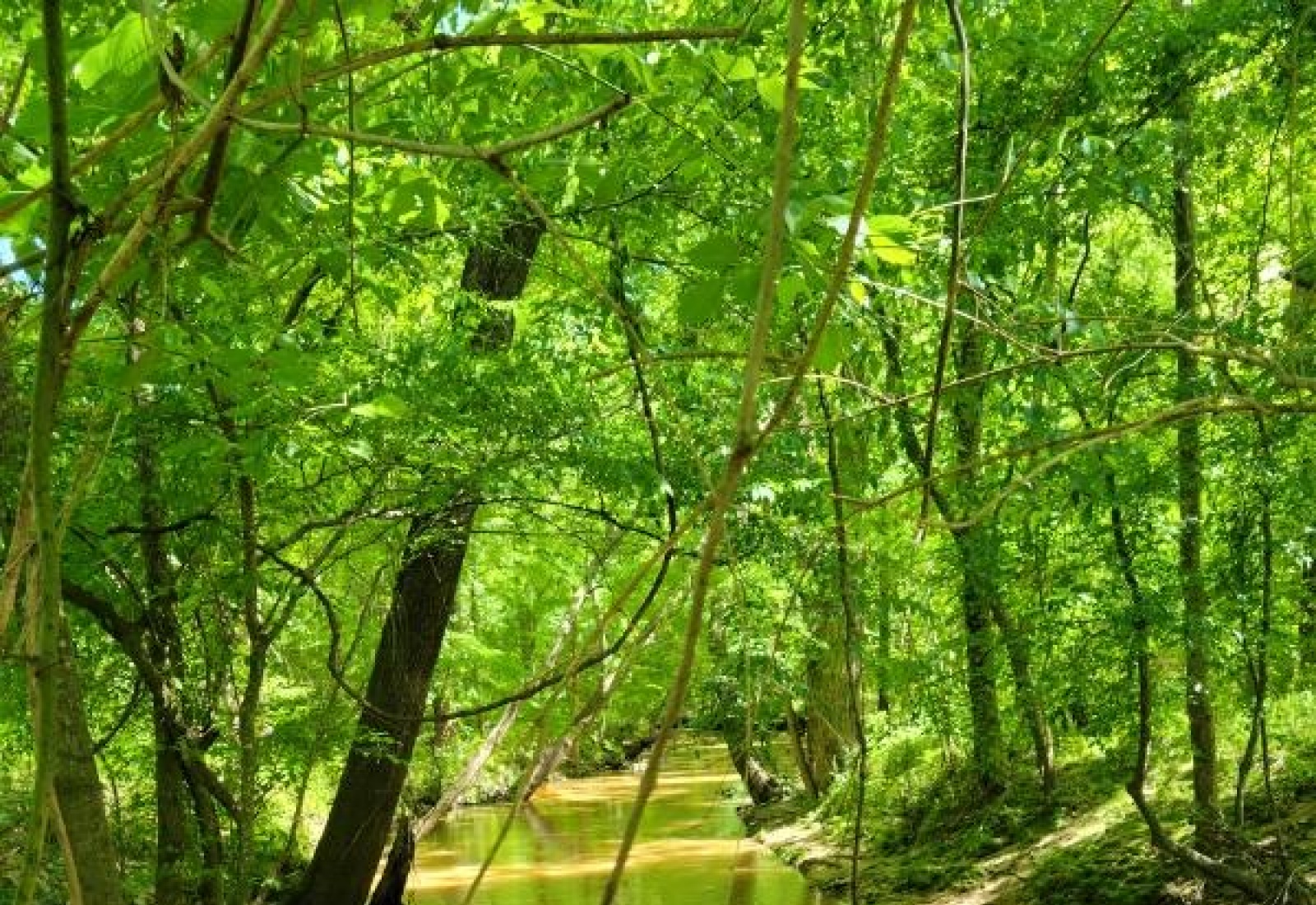 Land For Sale Thompson Forest