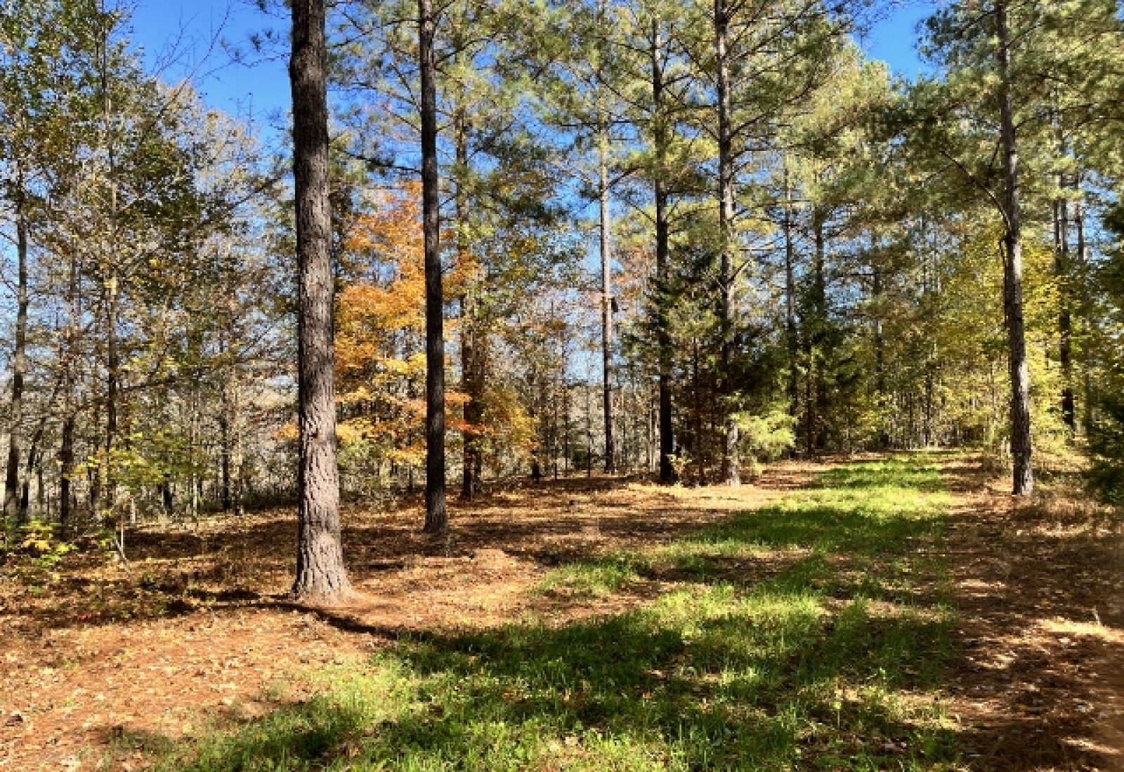 Abbeville County, ,Land,Sold,1135