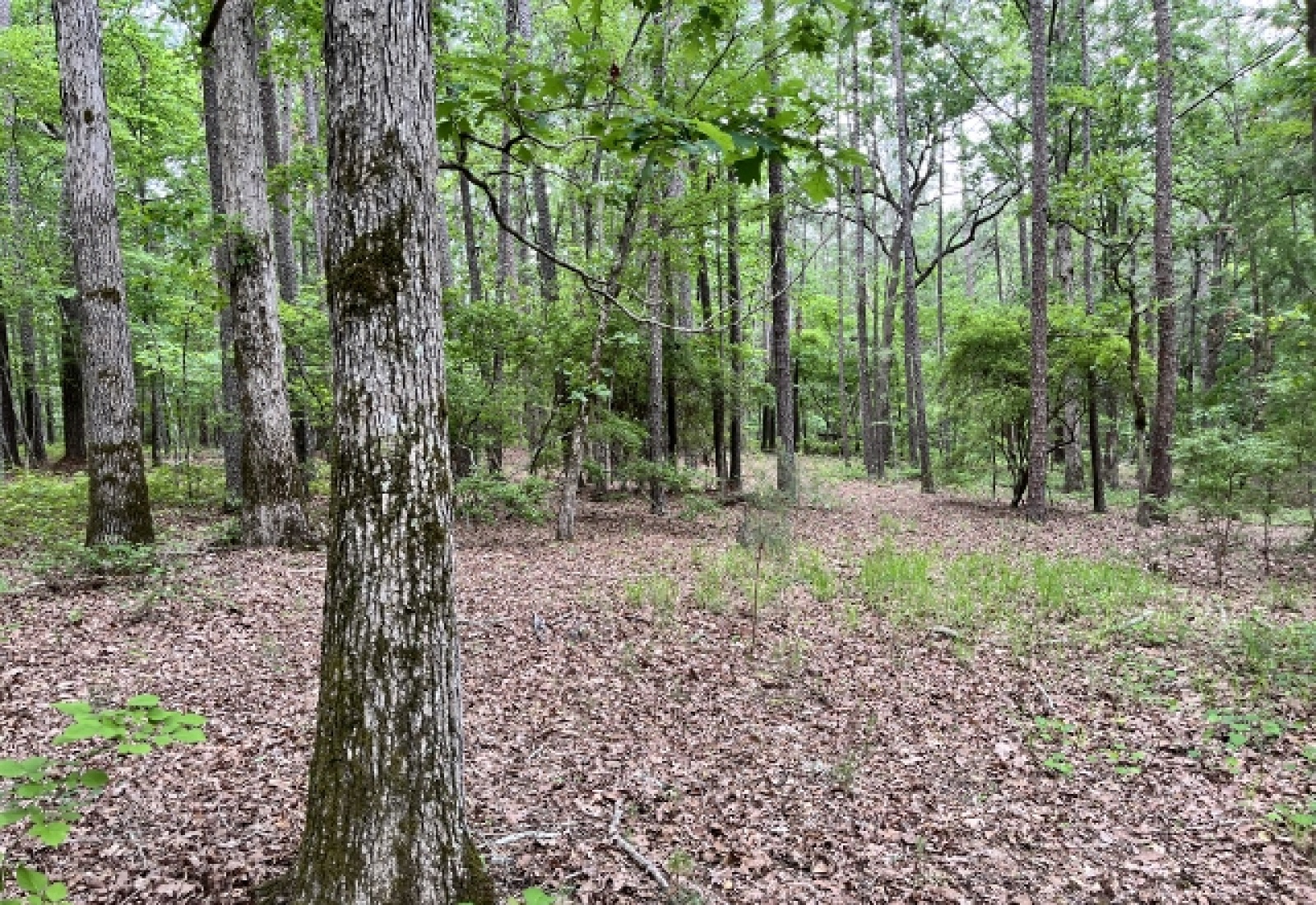 Greenwood County, ,Land,Contract Pending,1147