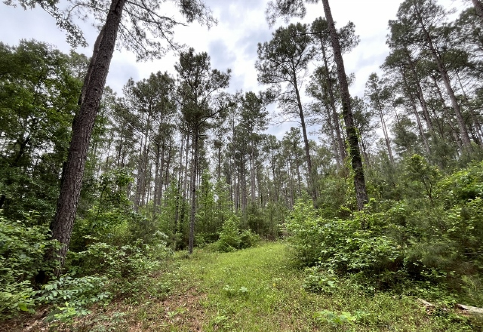 Greenwood County, ,Land,Contract Pending,1147