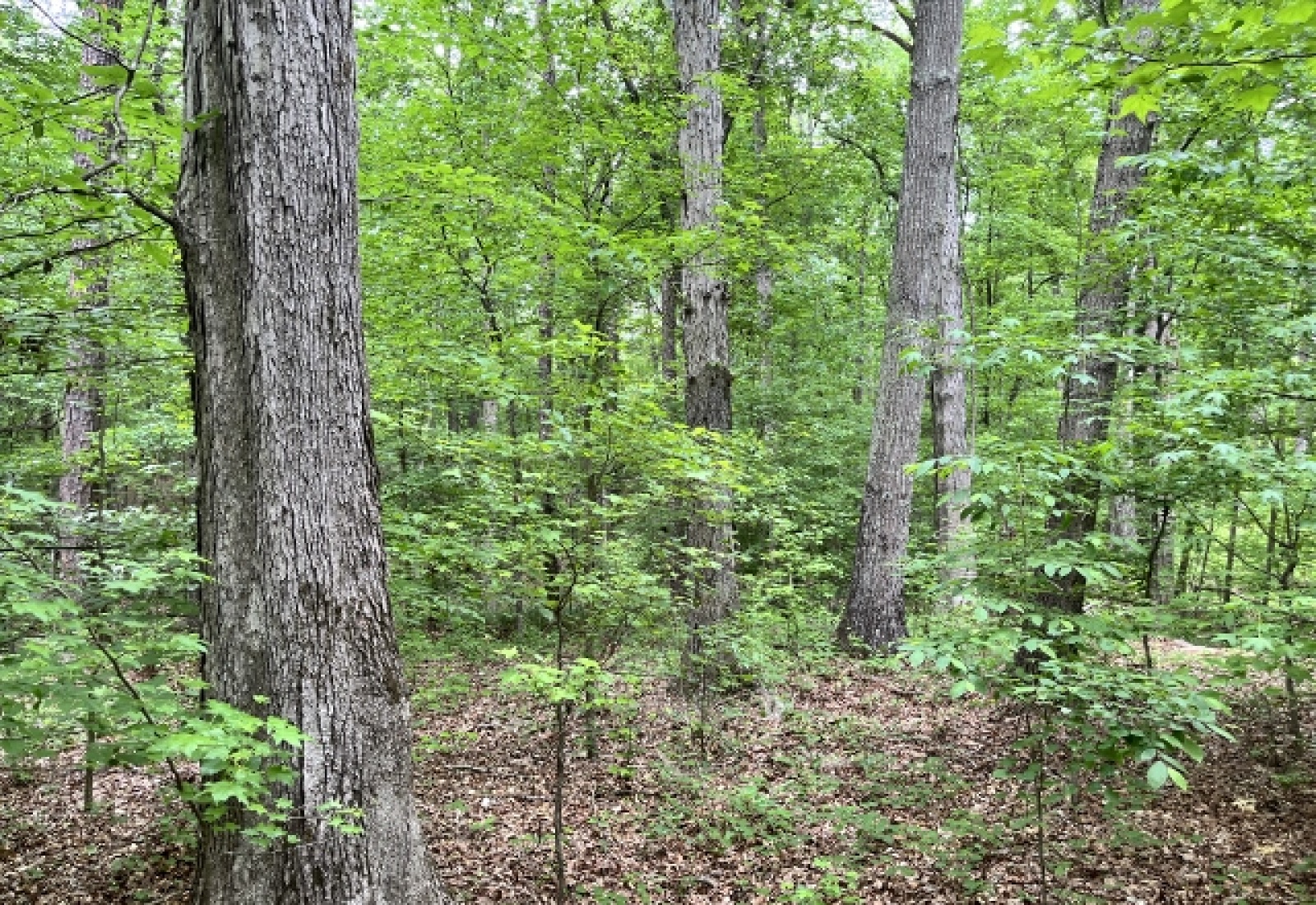 Greenwood County, ,Land,Contract Pending,1148