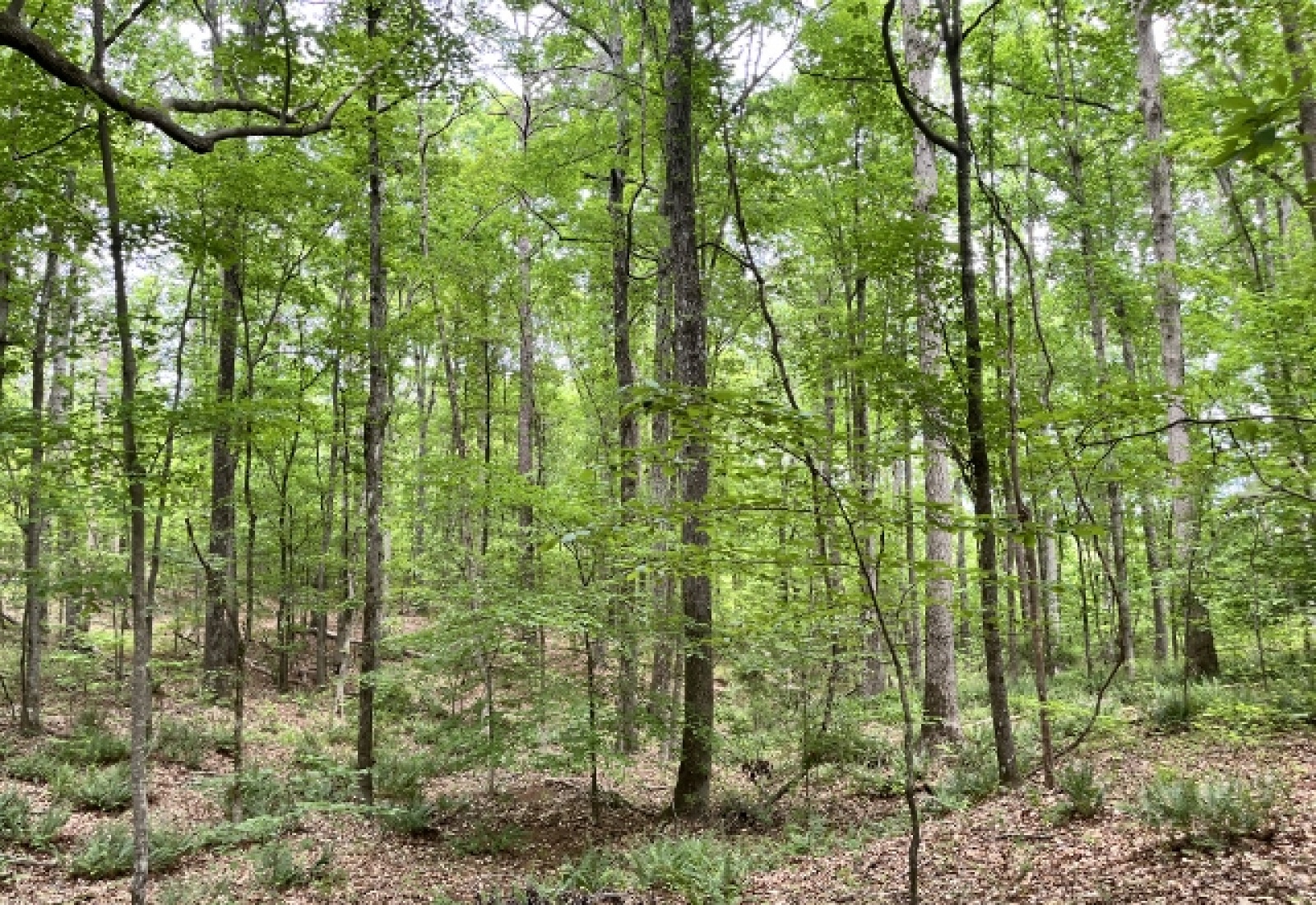 Greenwood County, ,Land,Contract Pending,1148