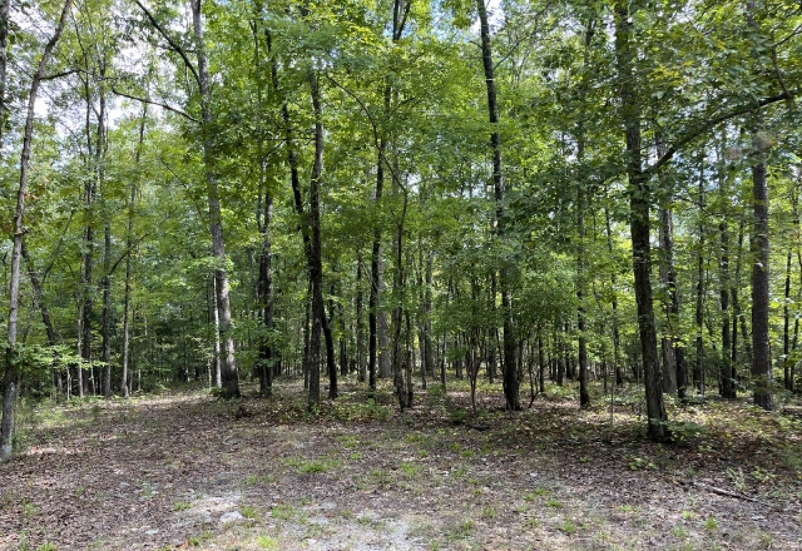 McCormick County, ,Land,Contract Pending,1149