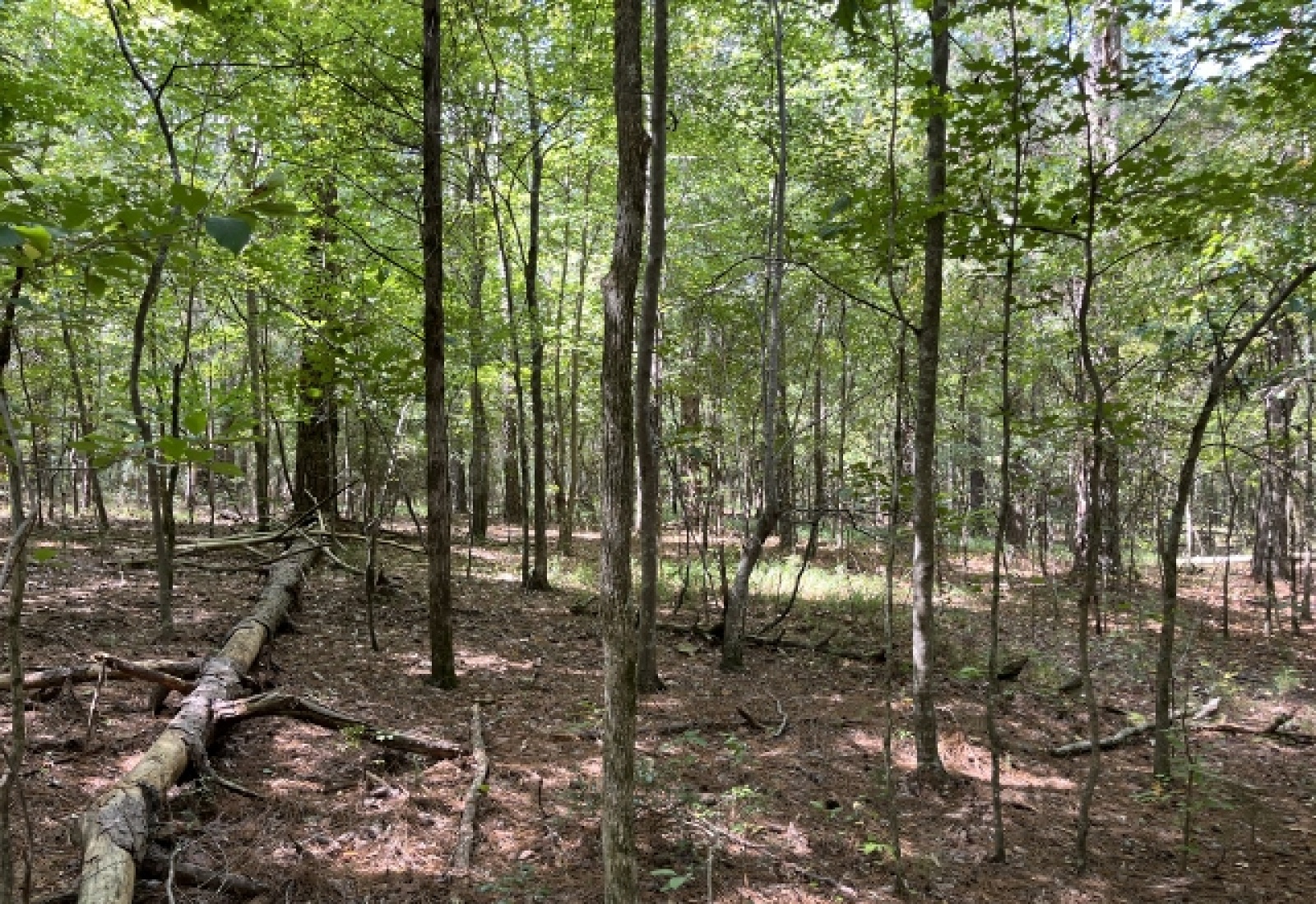 McCormick County, ,Land,Contract Pending,1149