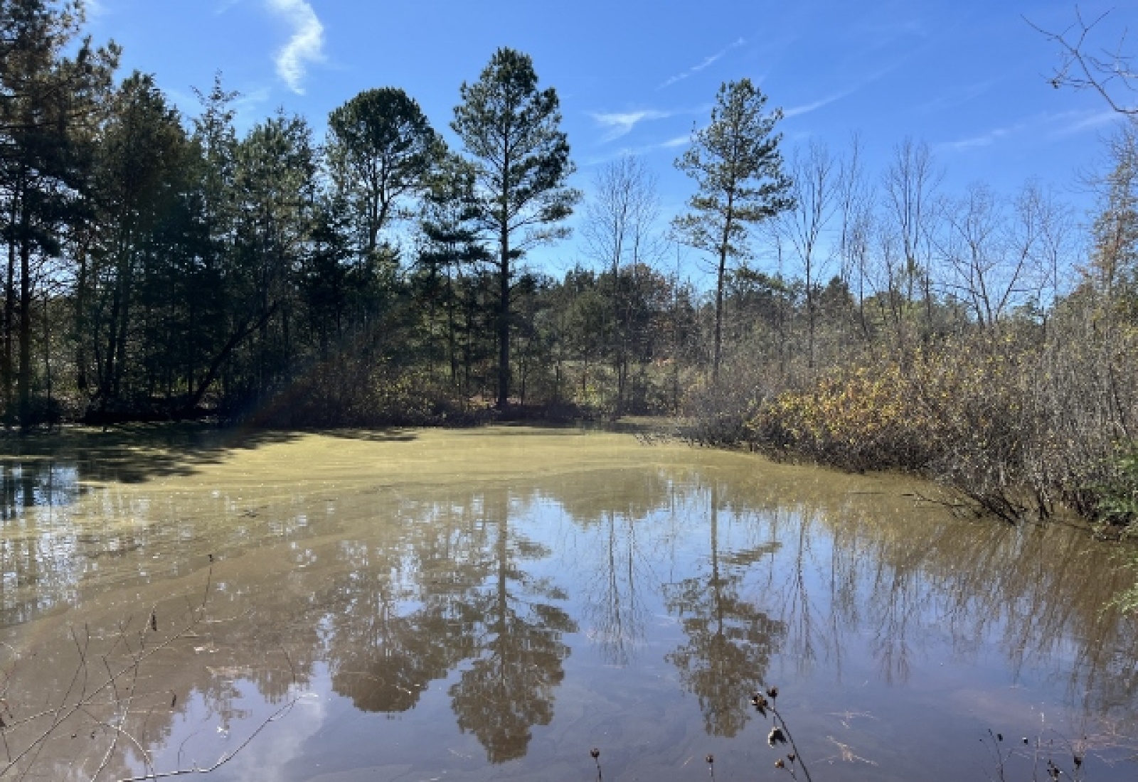 Saluda County, ,Land,Active,1150