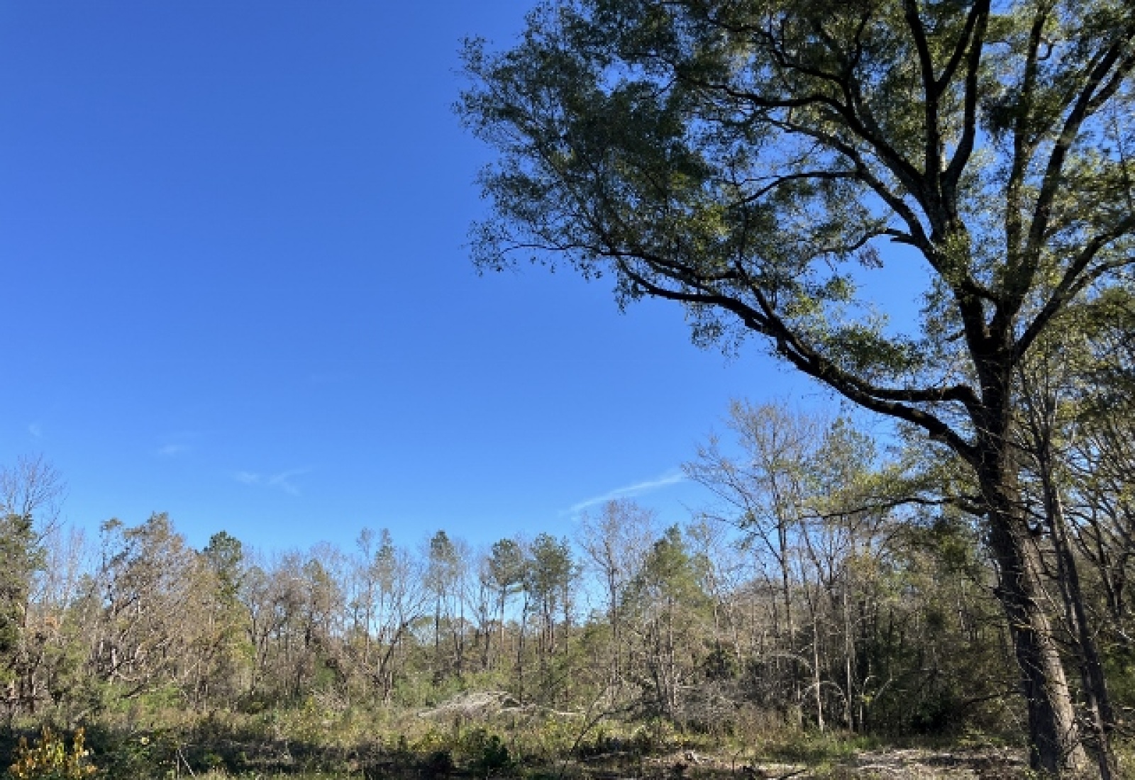 Saluda County, ,Land,Active,1150