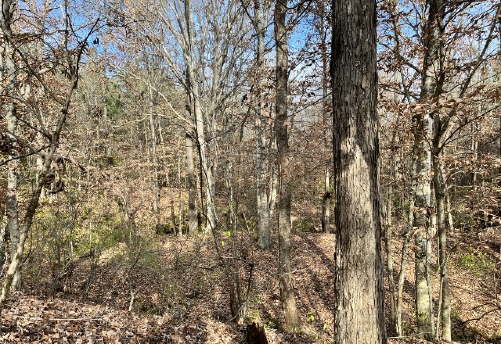 Abbeville County, ,Land,Active,1155