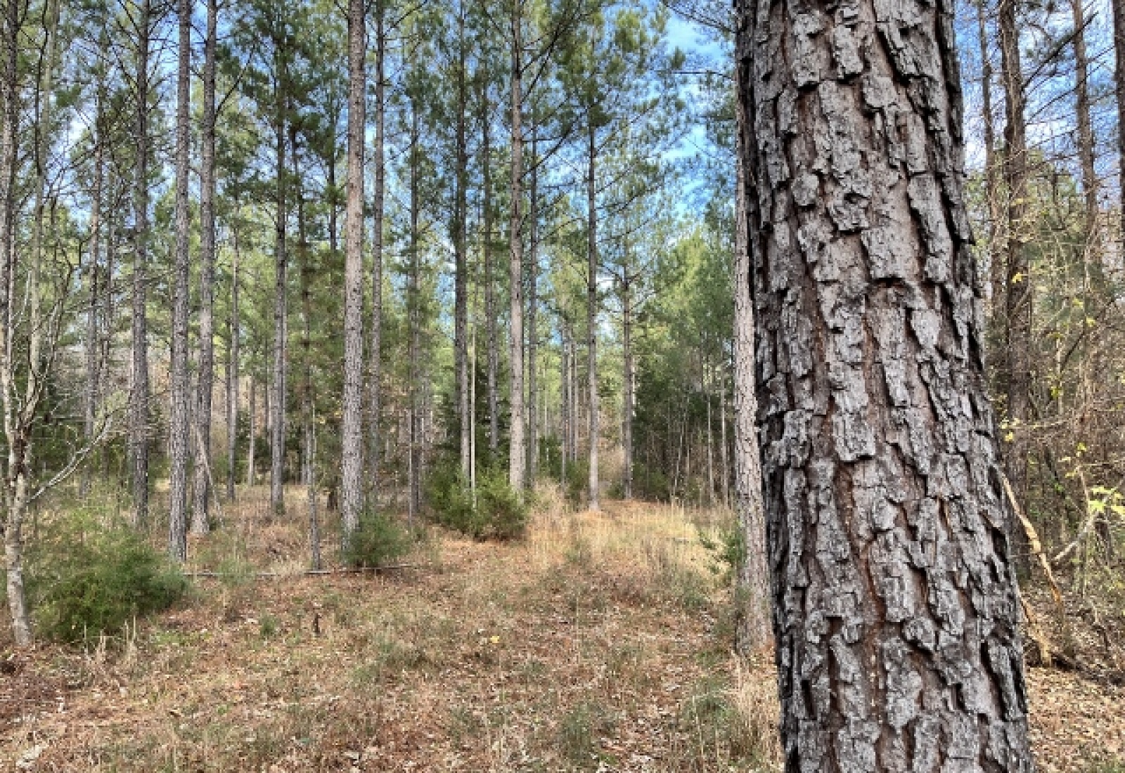 Abbeville County, ,Land,Active,1155