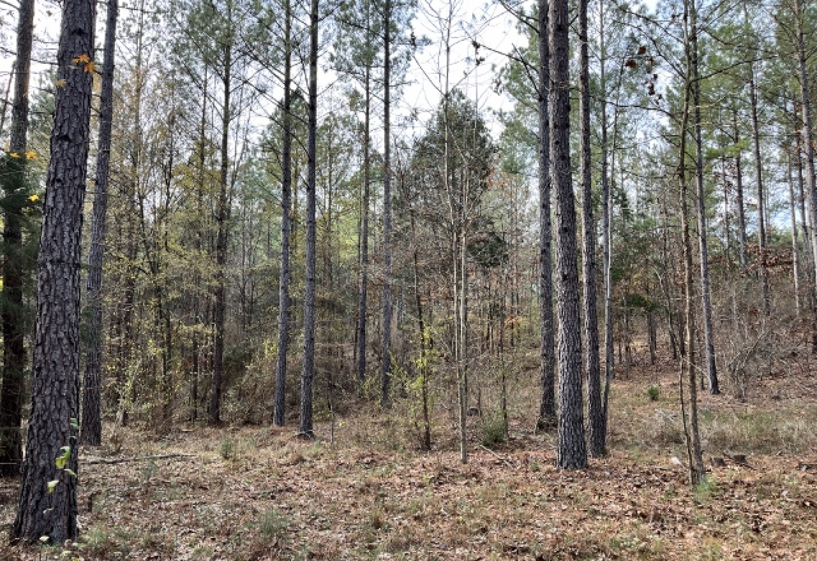 Abbeville County, ,Land,Active,1155