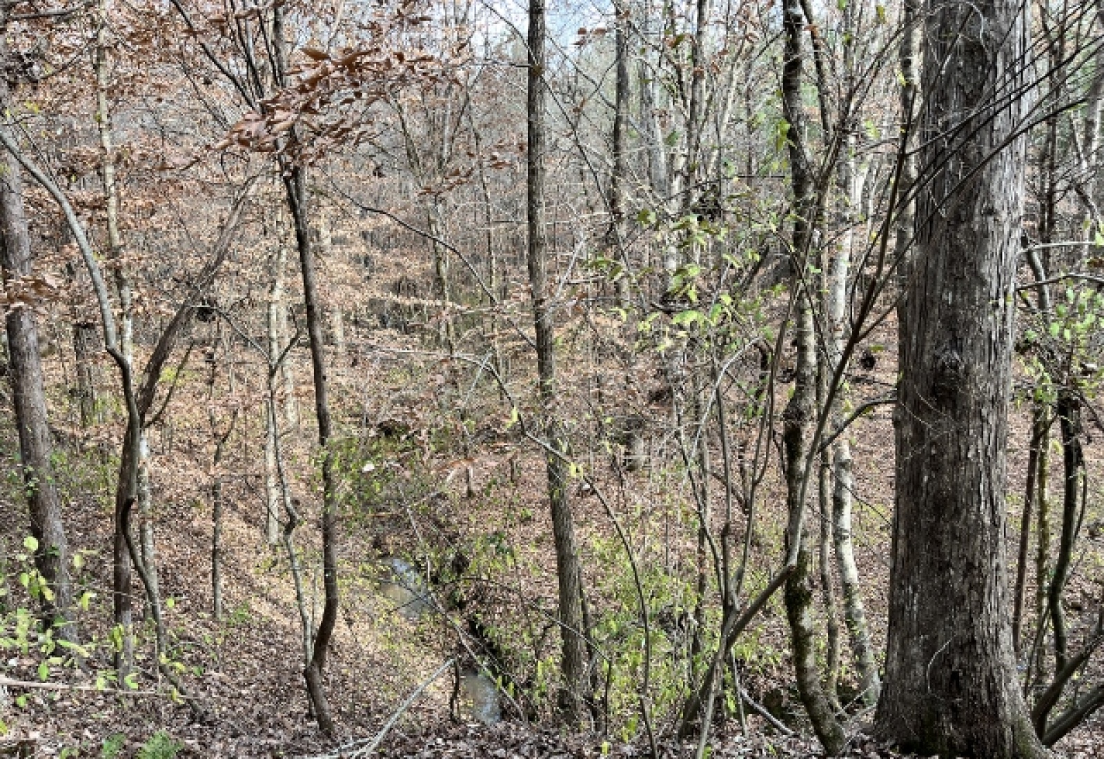 Abbeville County, ,Land,Active,1155