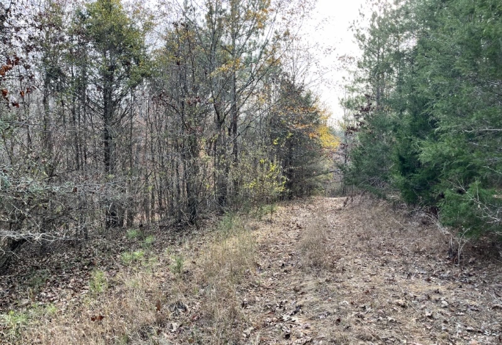 Abbeville County, ,Land,Active,1155