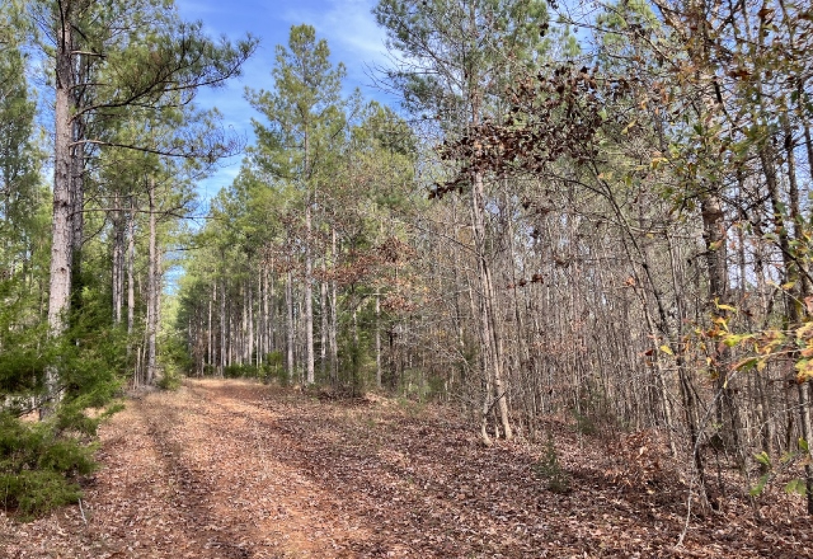 Abbeville County, ,Land,Active,1155