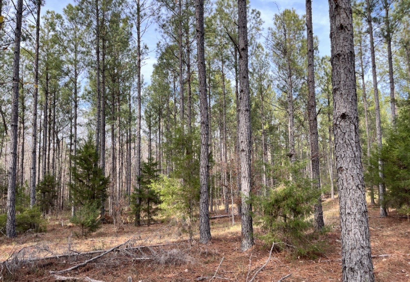 Abbeville County, ,Land,Active,1155