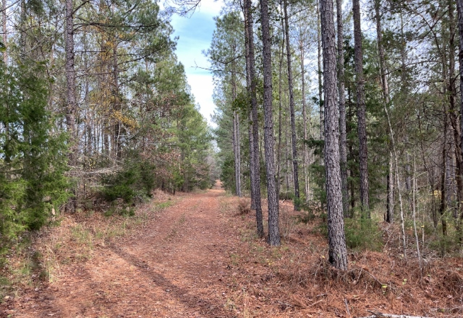 Abbeville County, ,Land,Active,1155