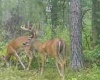 Abbeville County, ,Land,Active,1155