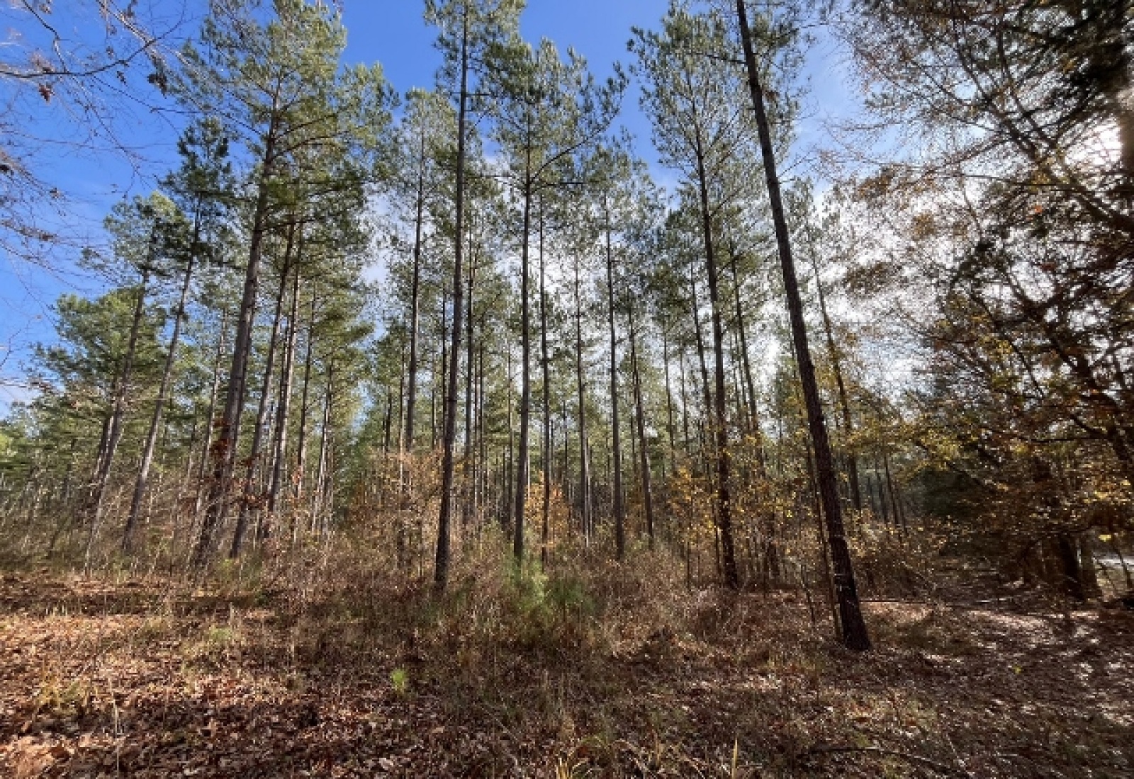 McCormick County, ,Land,Active,1156