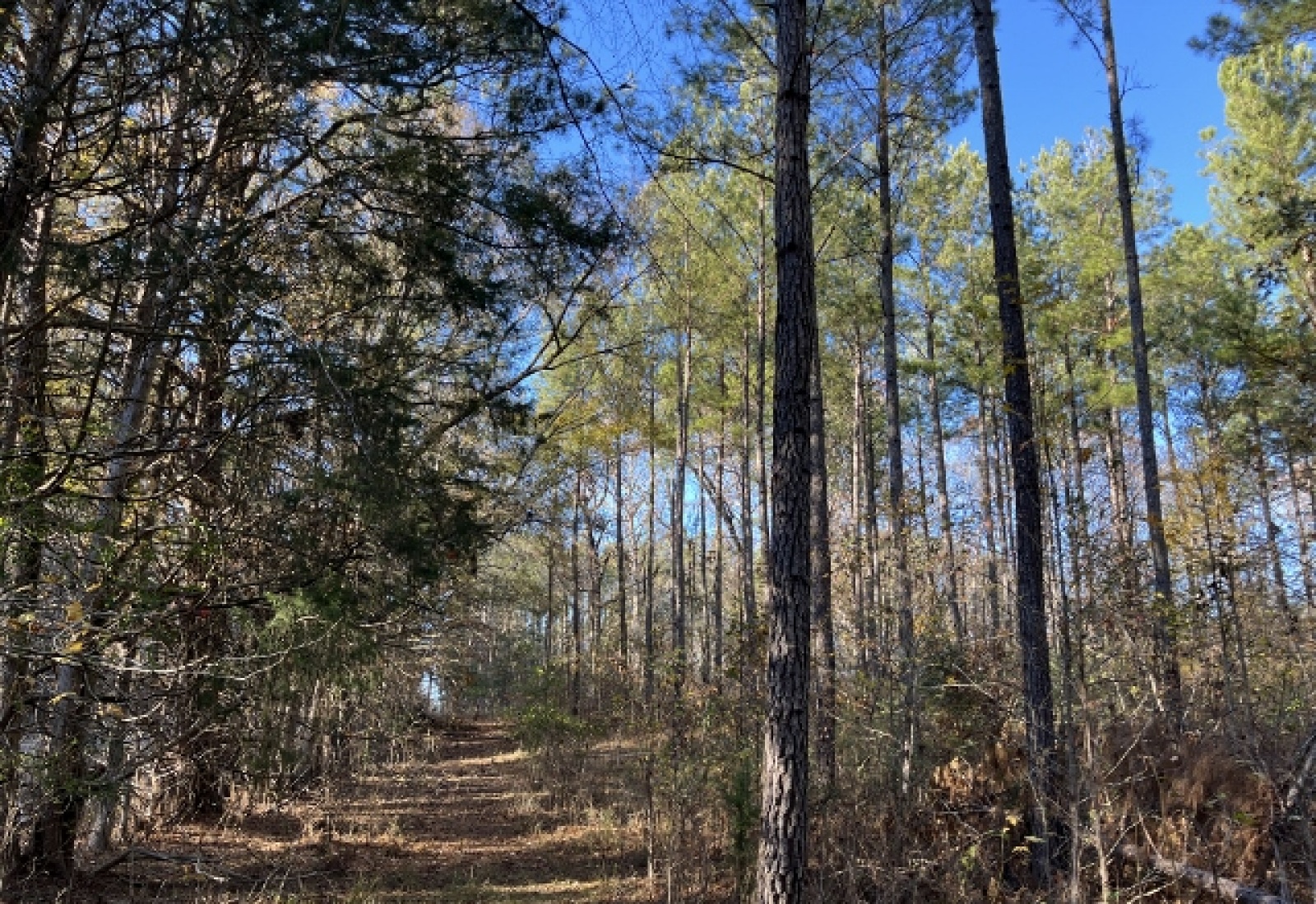 McCormick County, ,Land,Active,1156