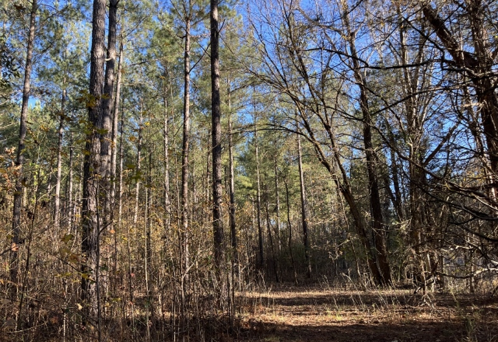 McCormick County, ,Land,Active,1156