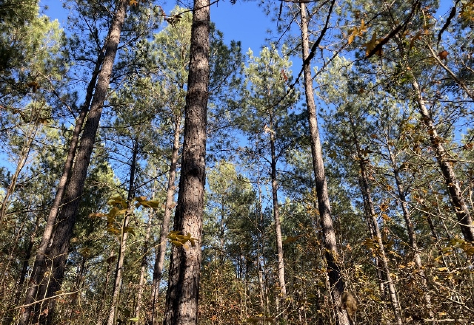 McCormick County, ,Land,Active,1156