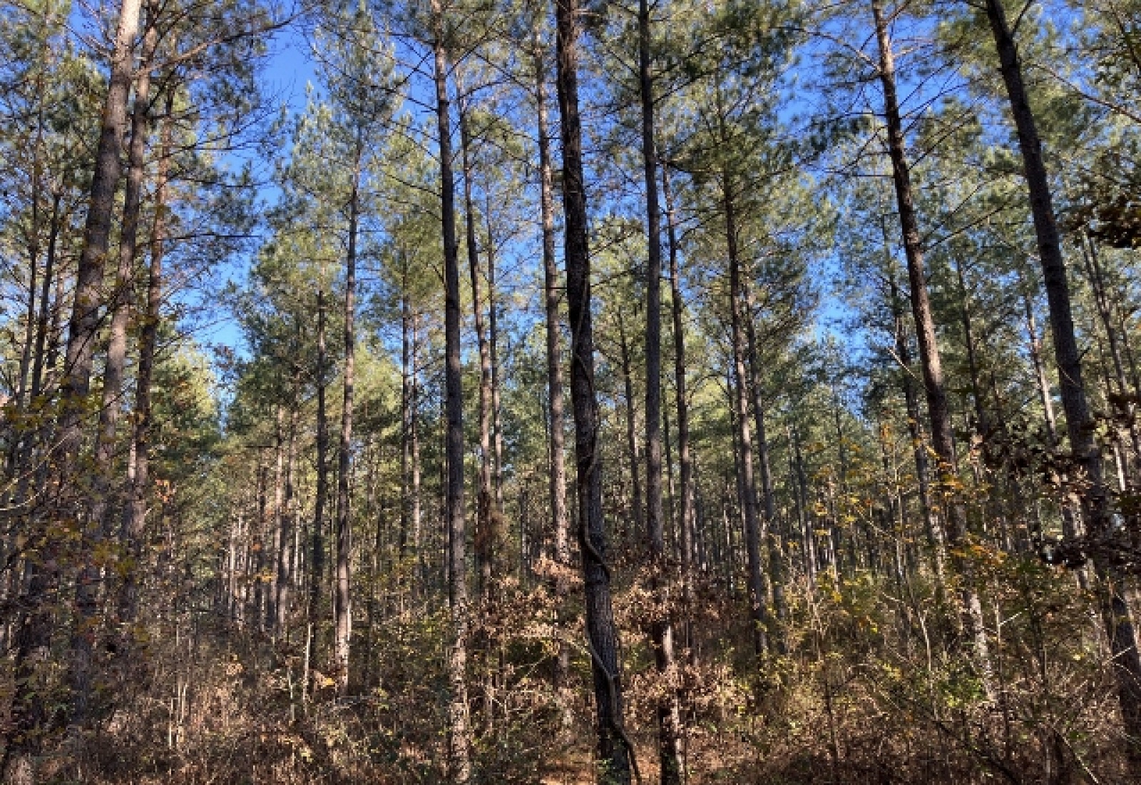 McCormick County, ,Land,Active,1156