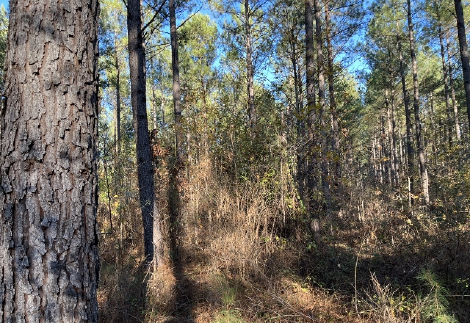 McCormick County, ,Land,Active,1156