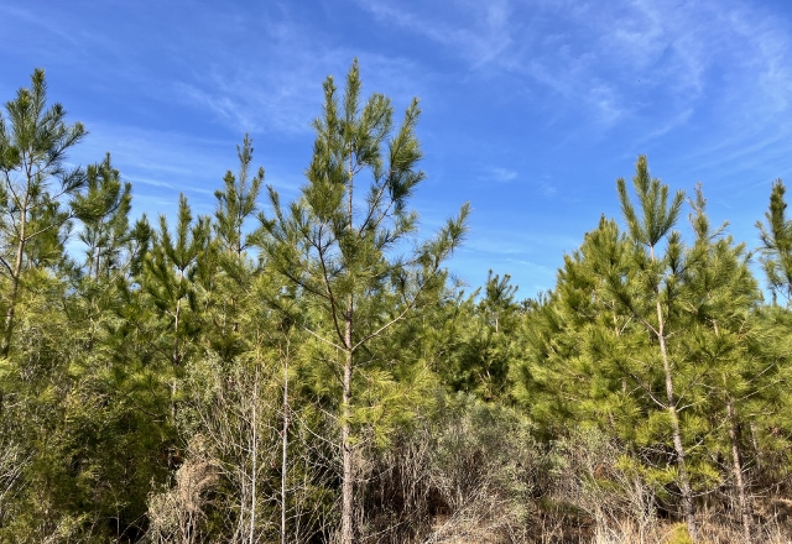 Edgefield County, ,Land,Active,1159