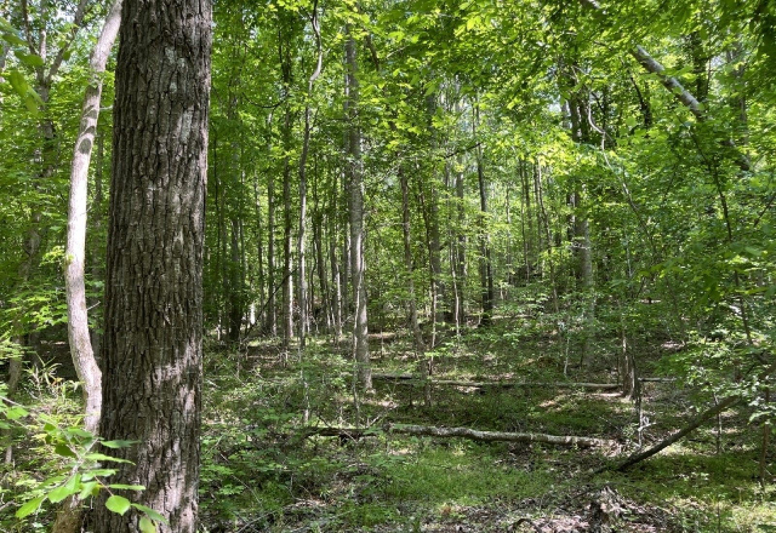 Greenwood County, ,Land,Active,1174