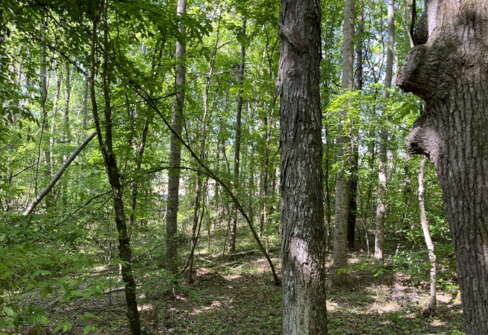 Greenwood County, ,Land,Active,1174