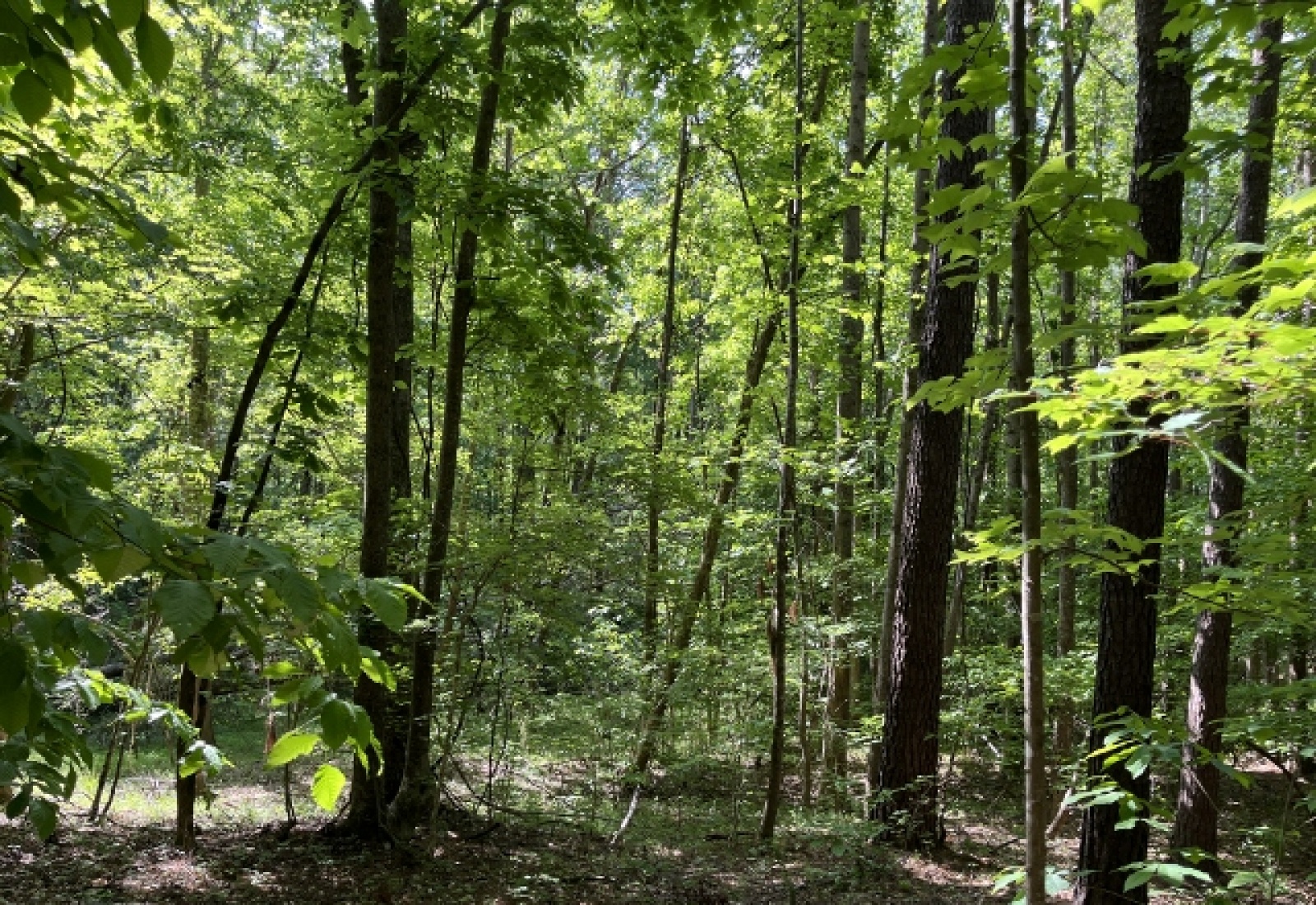 Greenwood County, ,Land,Active,1174