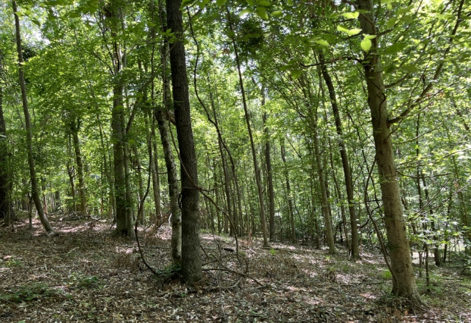 Greenwood County, ,Land,Active,1174