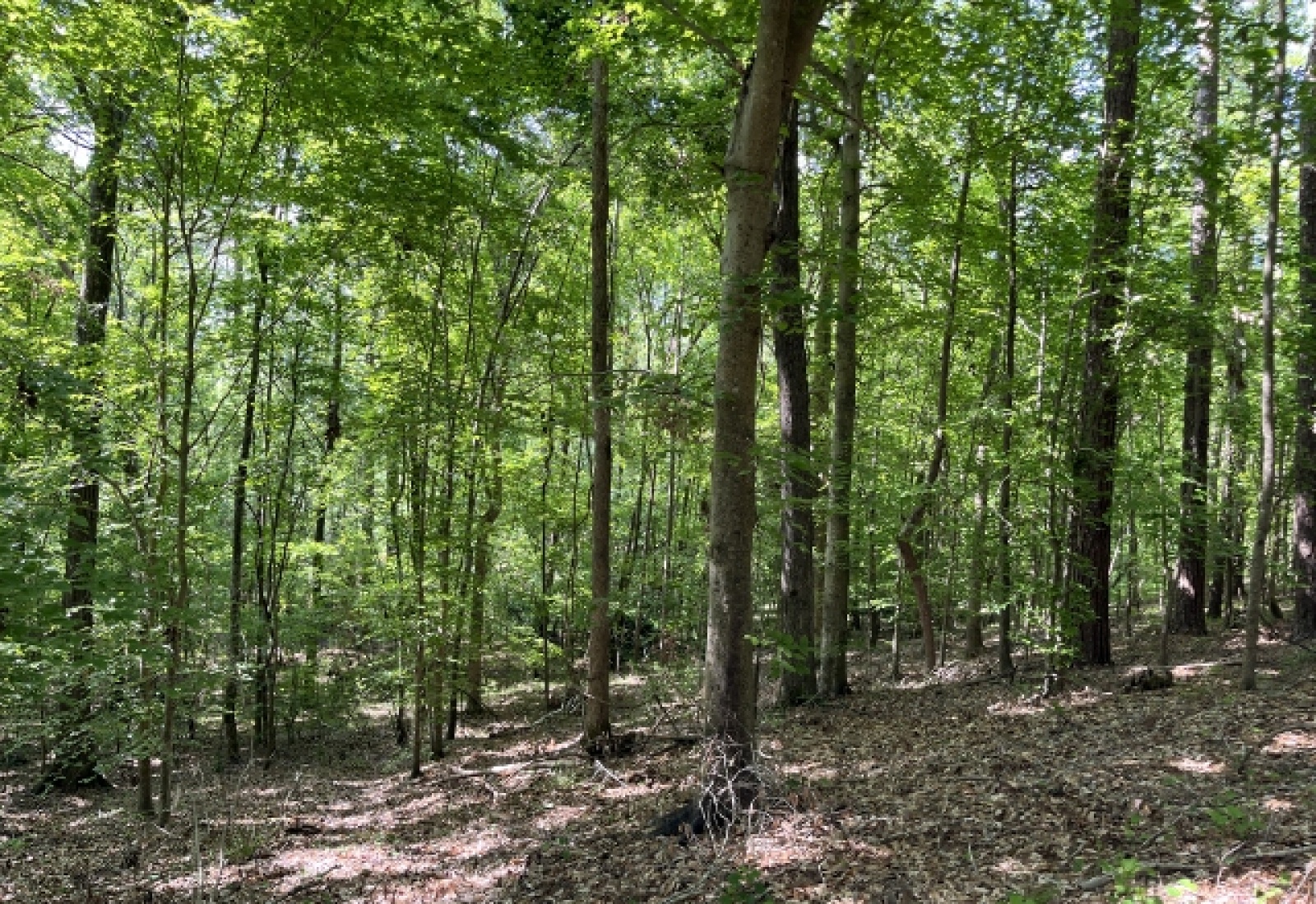 Greenwood County, ,Land,Active,1174
