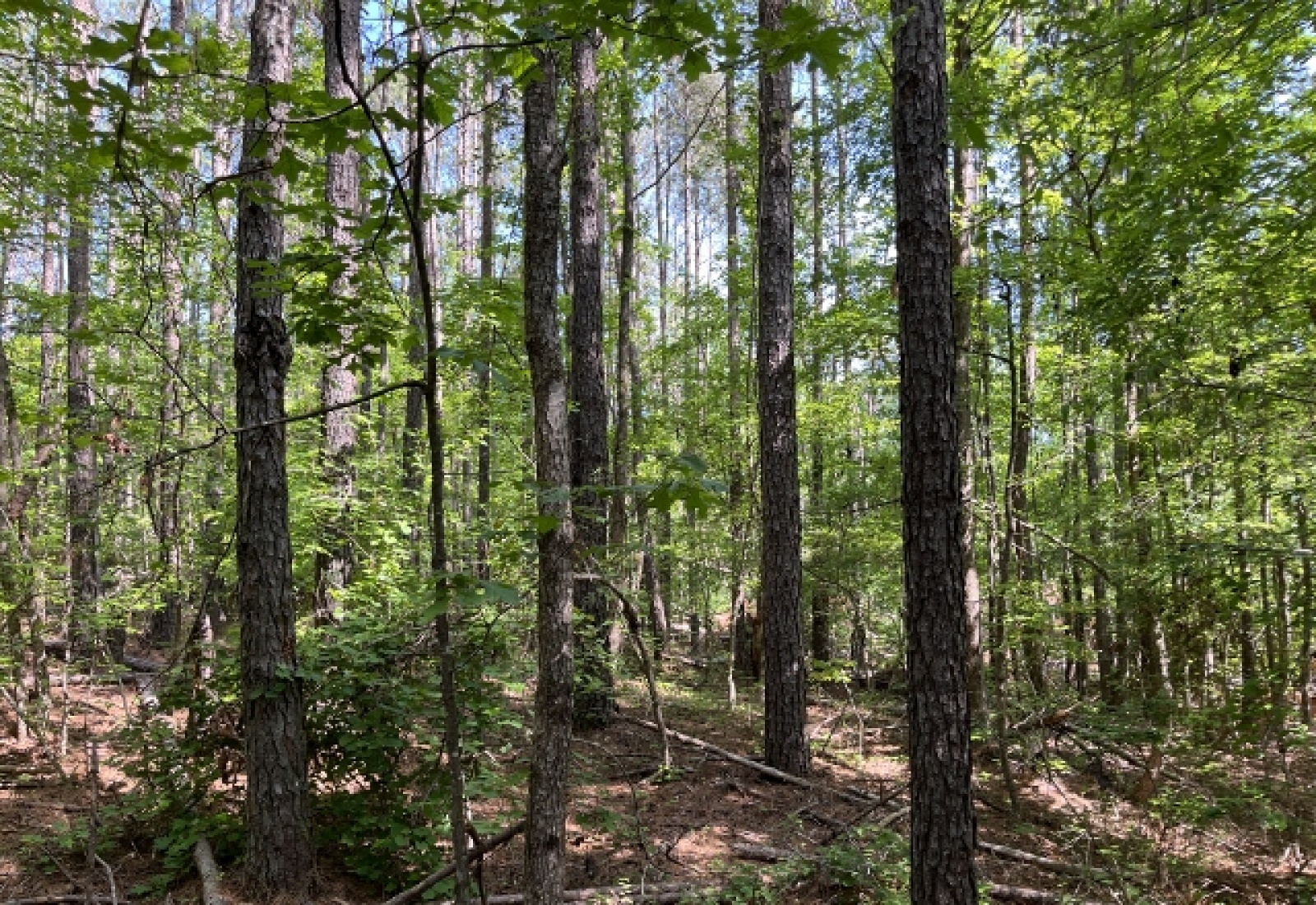 Greenwood County, ,Land,Active,1174