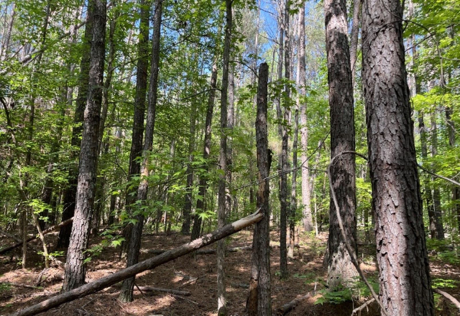 Greenwood County, ,Land,Active,1174
