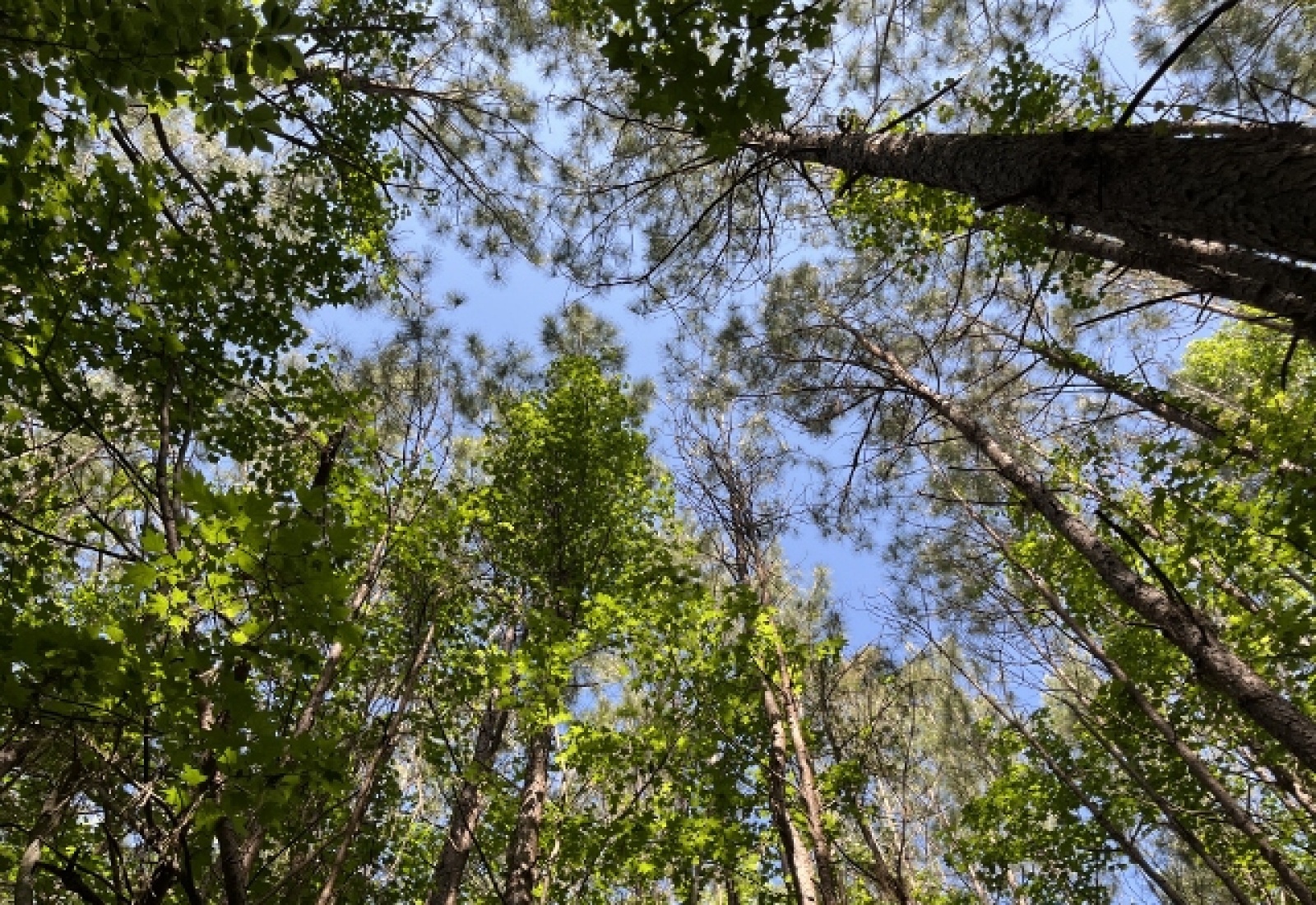 Greenwood County, ,Land,Active,1175