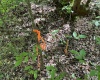 Greenwood County, ,Land,Active,1175
