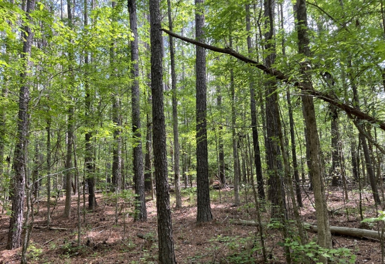 Greenwood County, ,Land,Active,1176