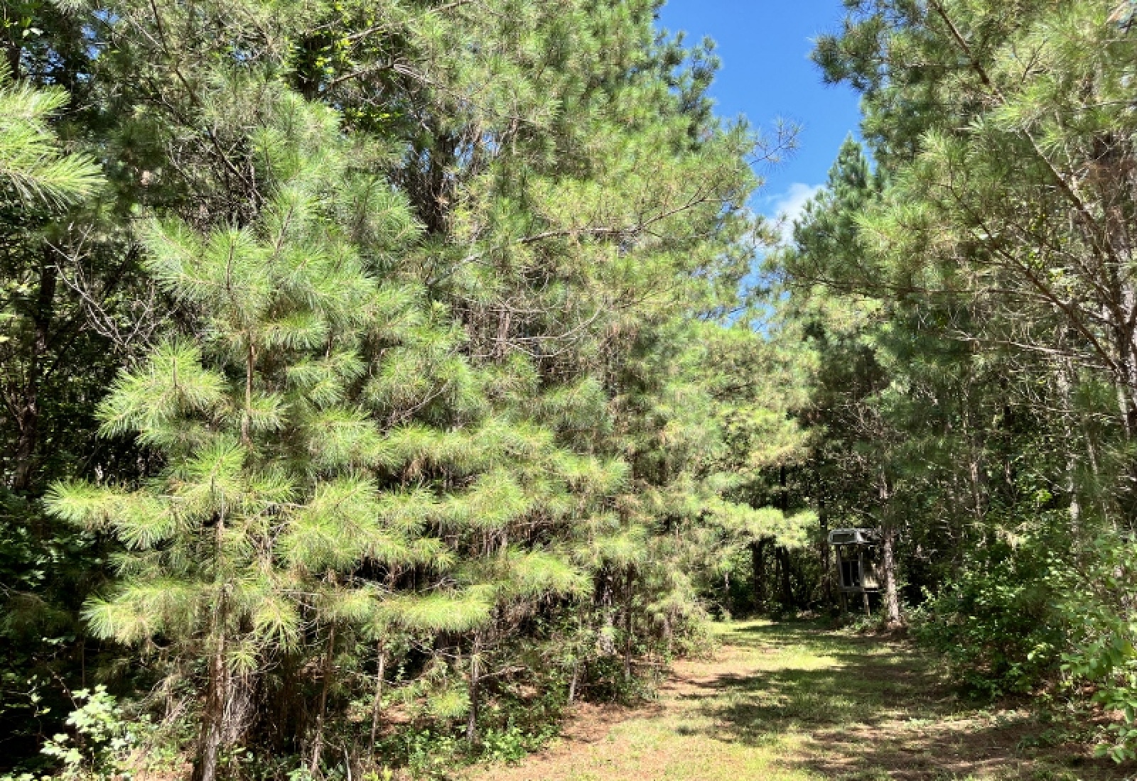 Greenwood County, ,Land,Active,1180