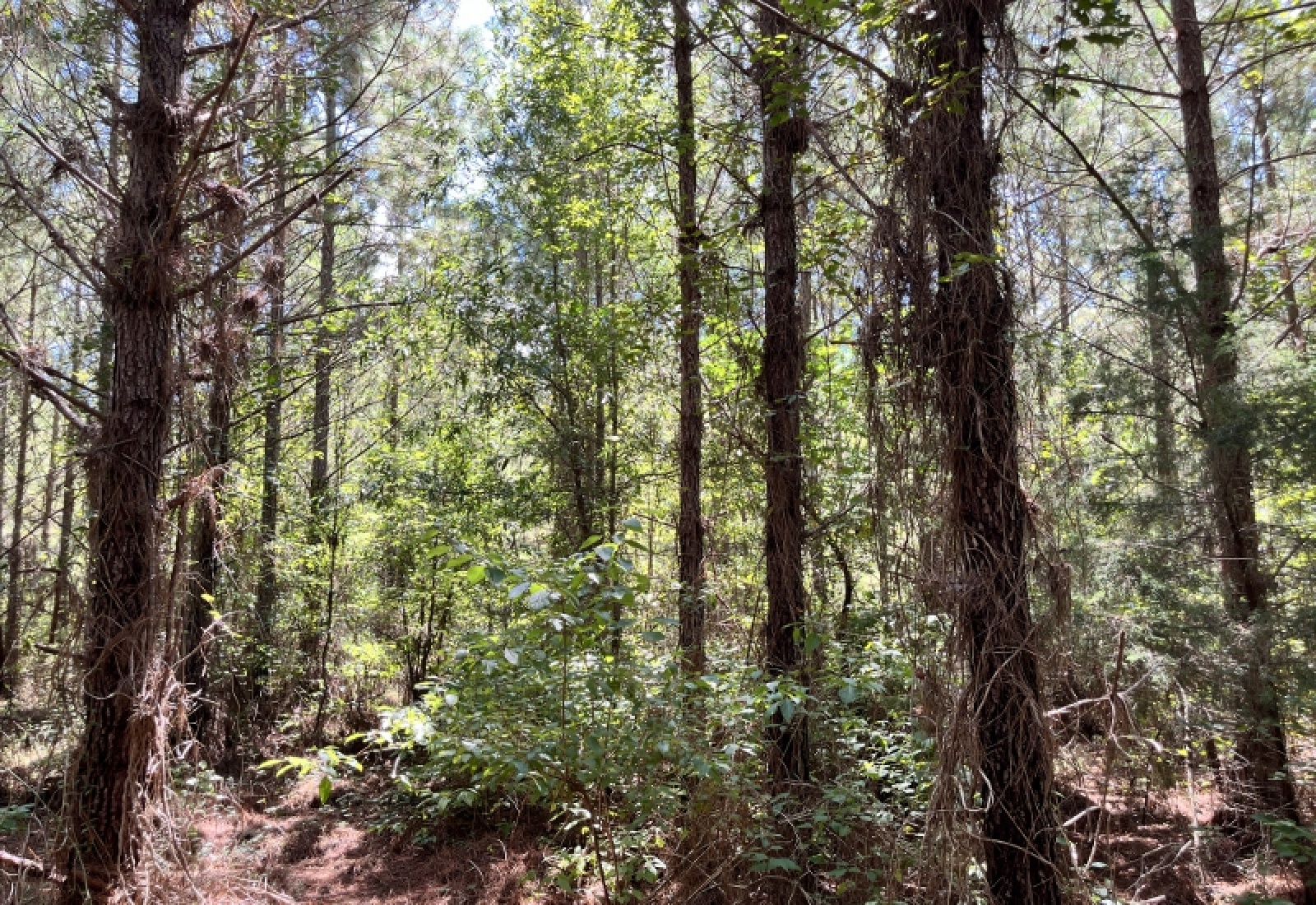 Greenwood County, ,Land,Active,1180