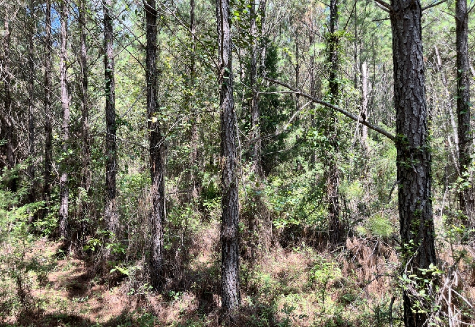 Greenwood County, ,Land,Active,1180