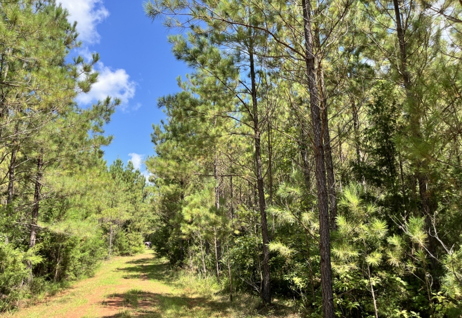 Greenwood County, ,Land,Active,1180