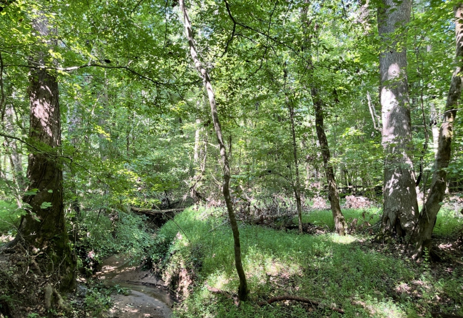 Greenwood County, ,Land,Active,1182