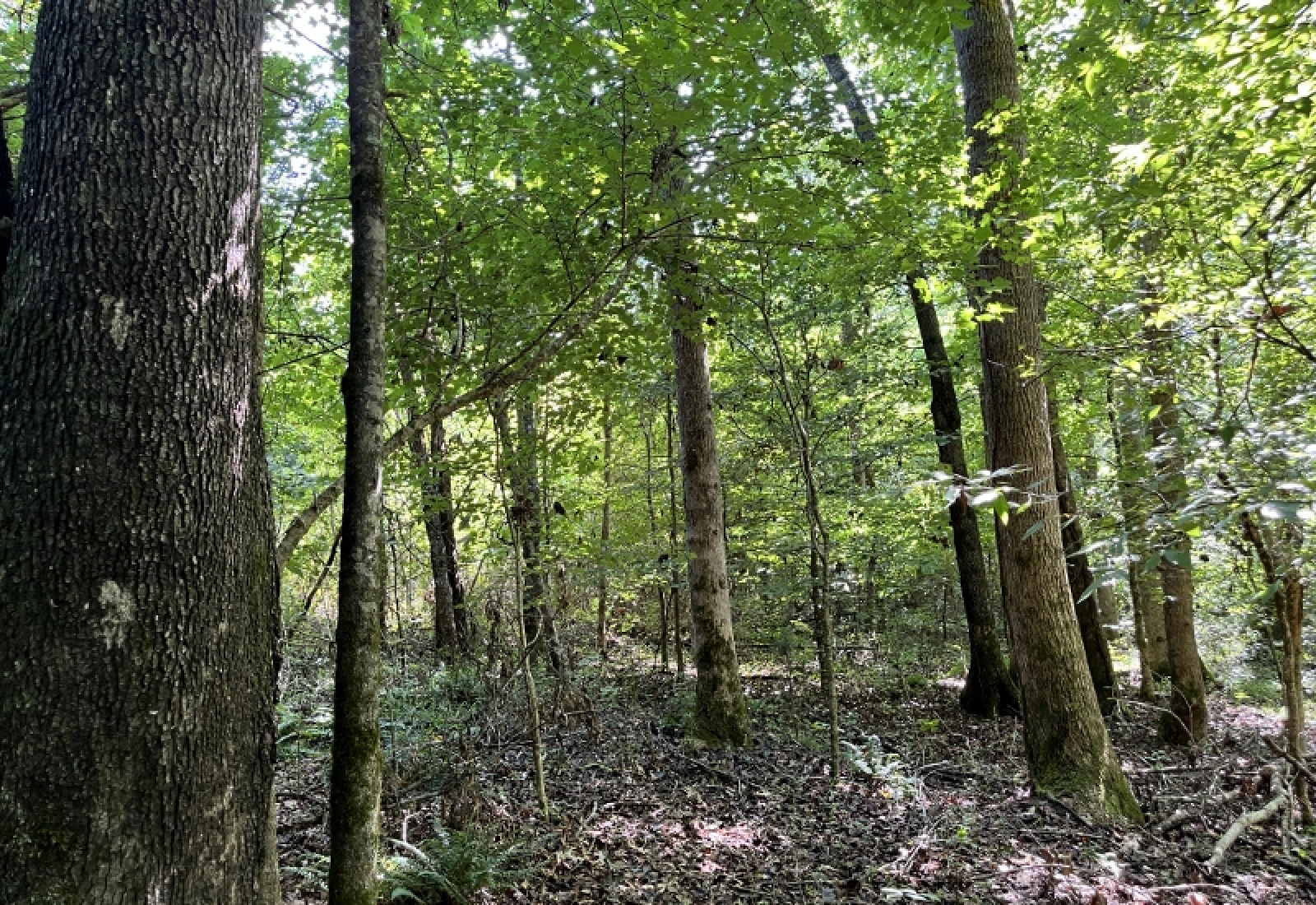 Greenwood County, ,Land,Active,1182