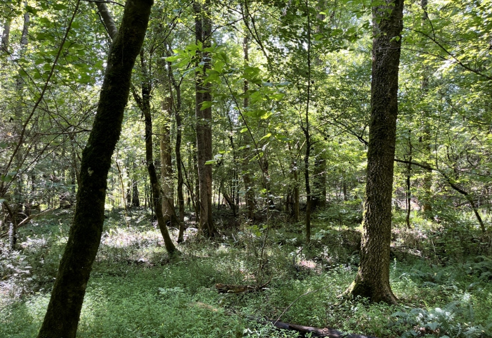Greenwood County, ,Land,Active,1182