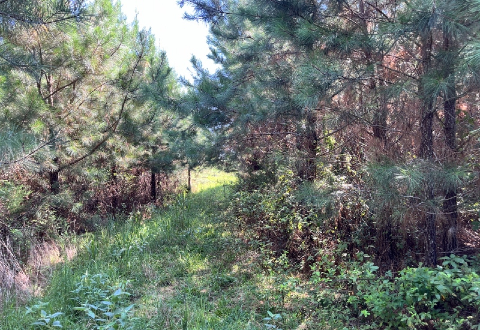 Greenwood County, ,Land,Active,1182